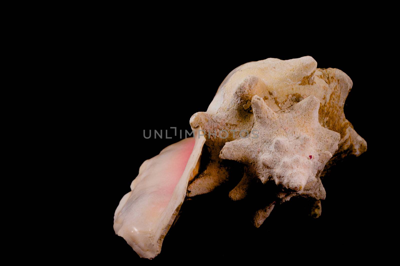 Conch Shell