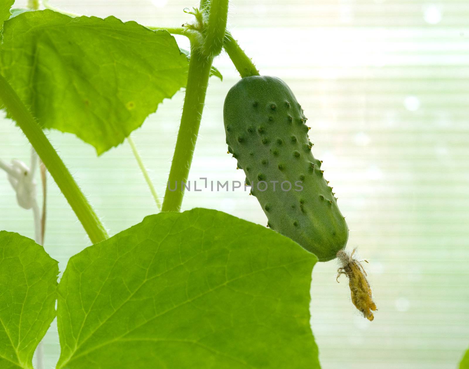 Green cucumber on a branch in the greenhouse