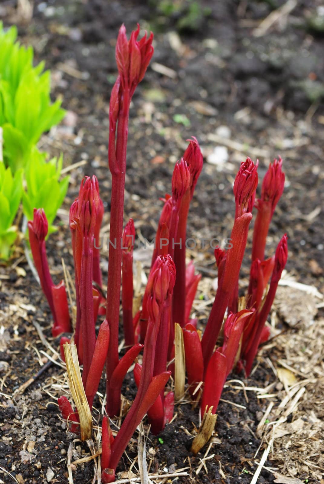 Spring sprouts shooting up after first warm days