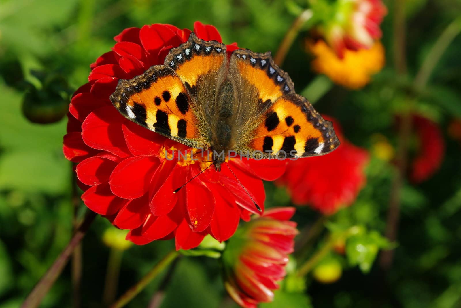 Butterfly, taking off from yellow flower in the garden