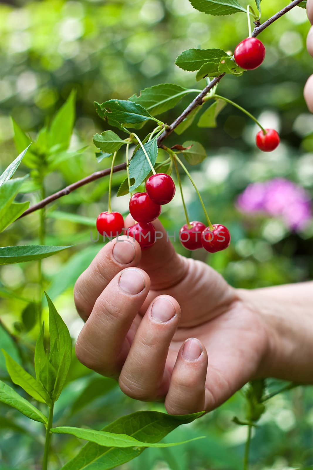 We see sweet cherry on tree and also woman hand