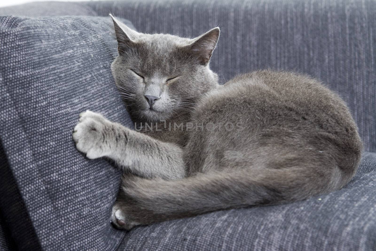 gray cat on a sofa by ctacik