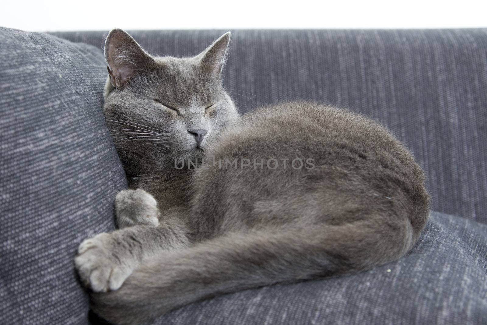 sleepy gray cat on a sofa