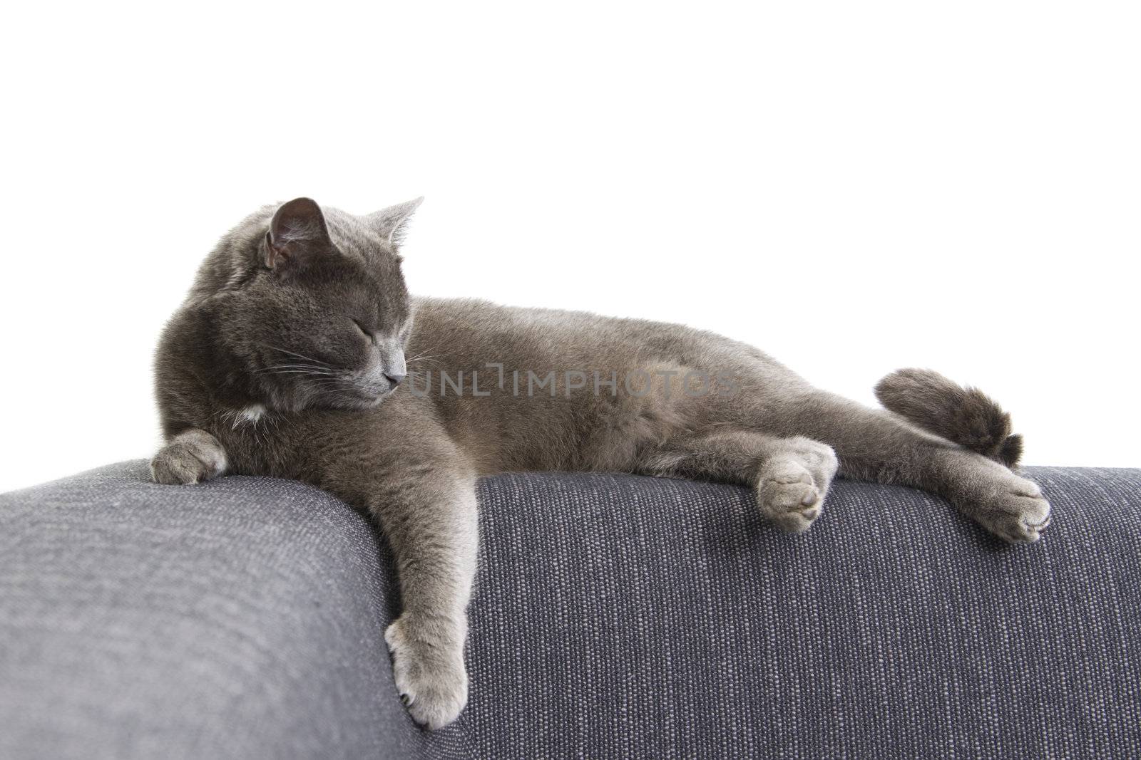 sleepy gray cat on a sofa