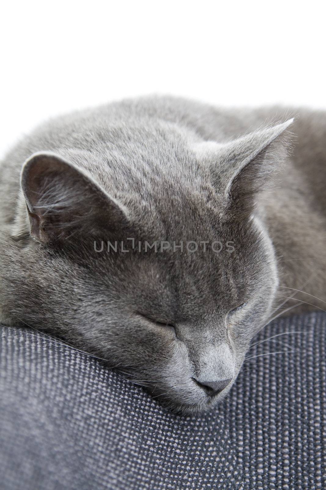 gray cat sleeping on a sofa by ctacik