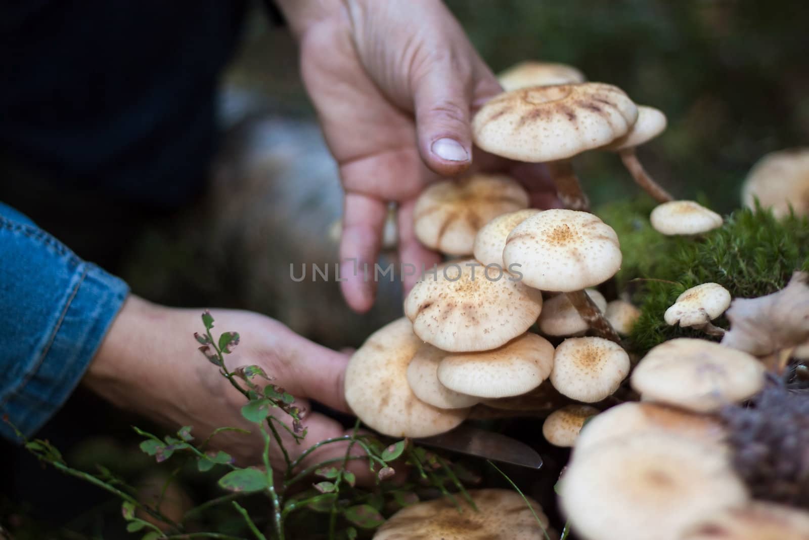 We see Honey fungus and woman hands with knife