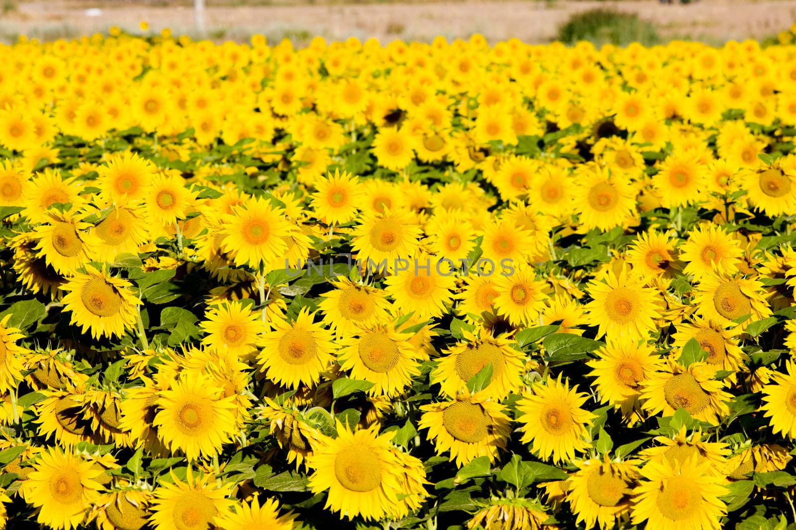 sunflower field, Zamora Province, Castile and Leon, Spain