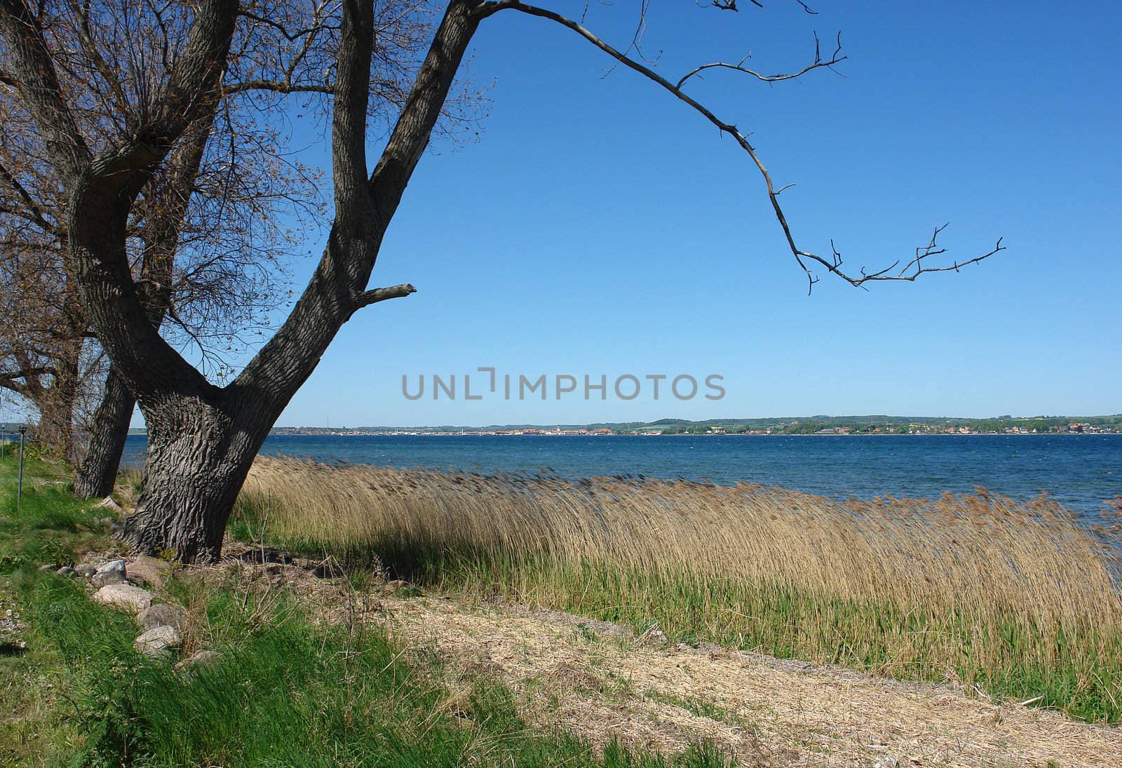 Magnificent seascape view from the shore between the trees
