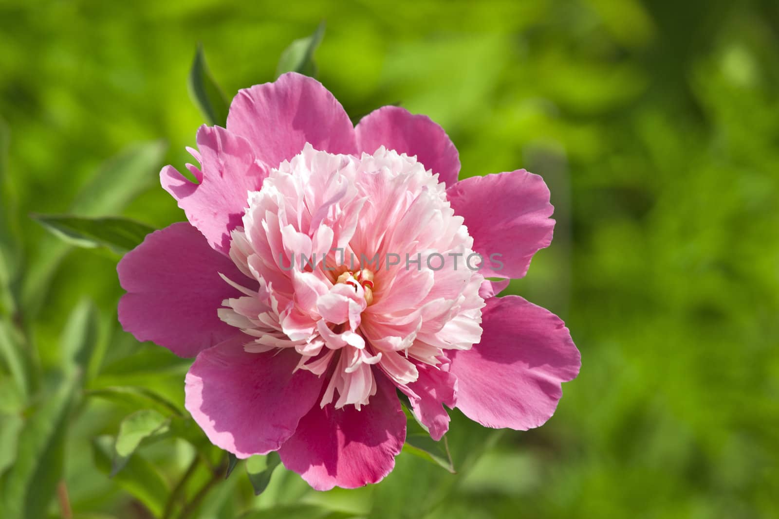 Pink peony by mulden