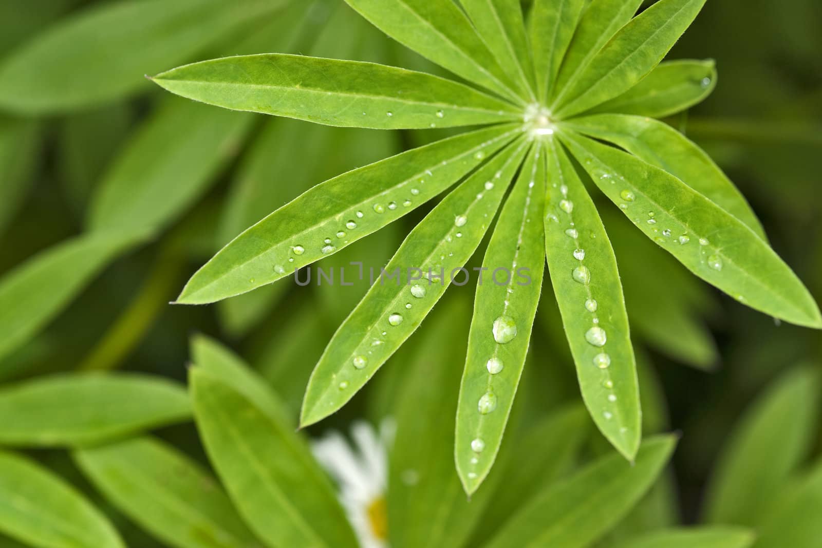 Drops chains on green leaves