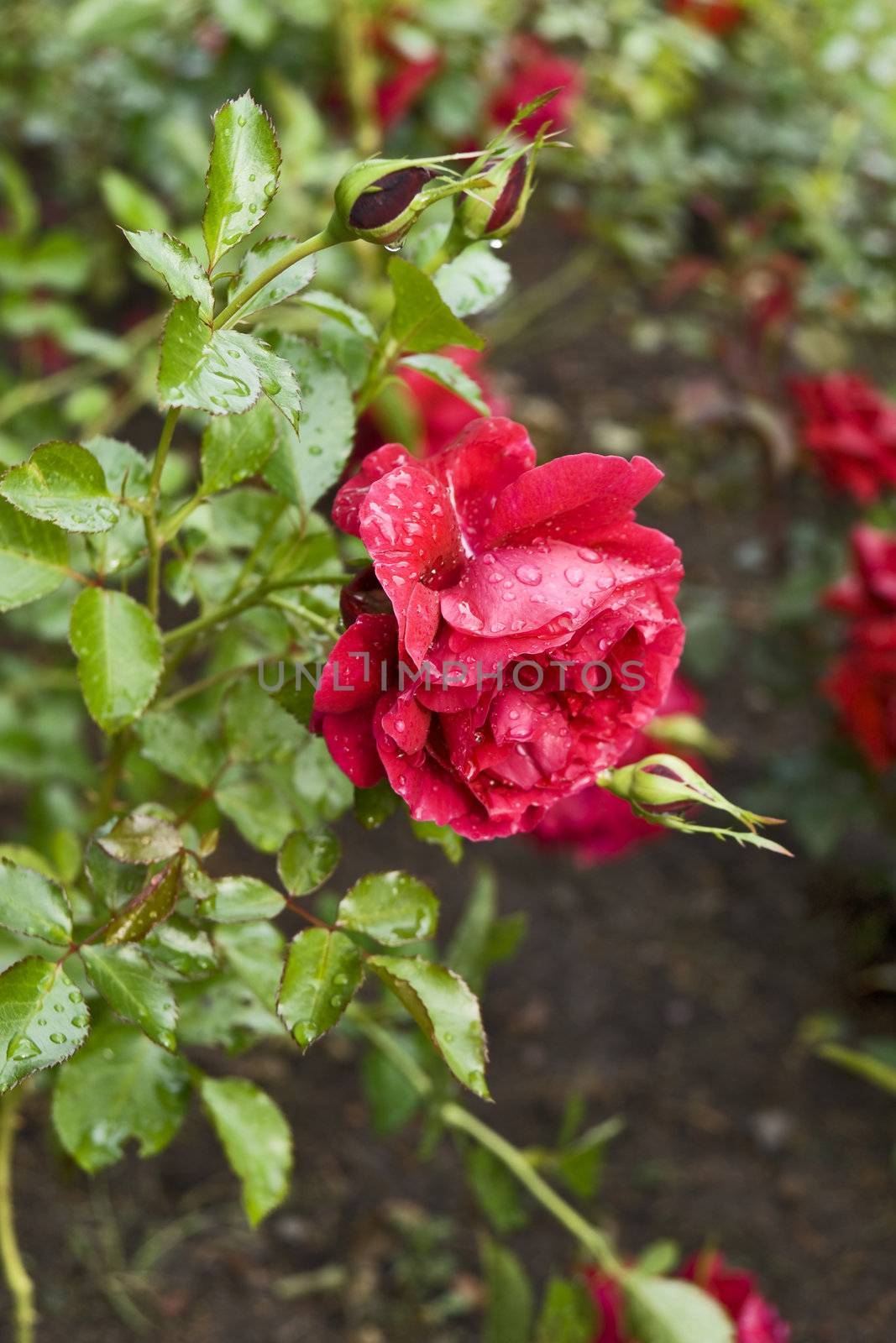 Crimson rose after rain with water drops