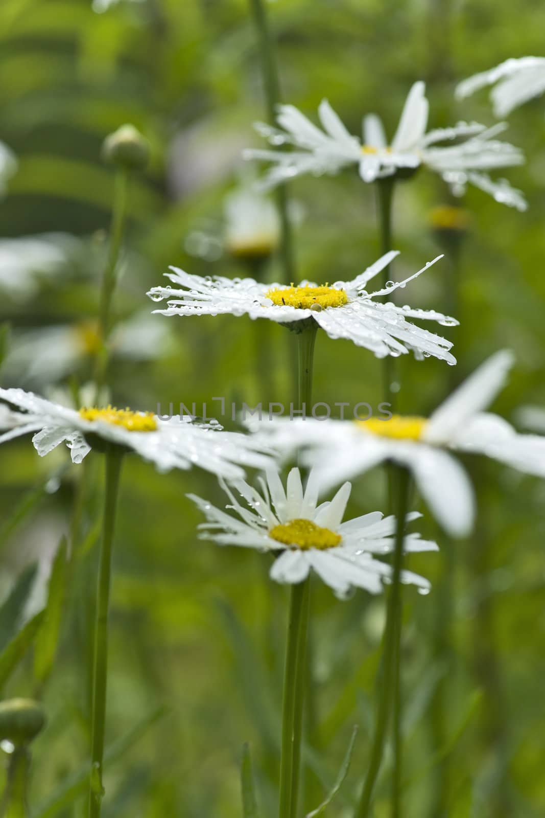 Camomile after rain by mulden