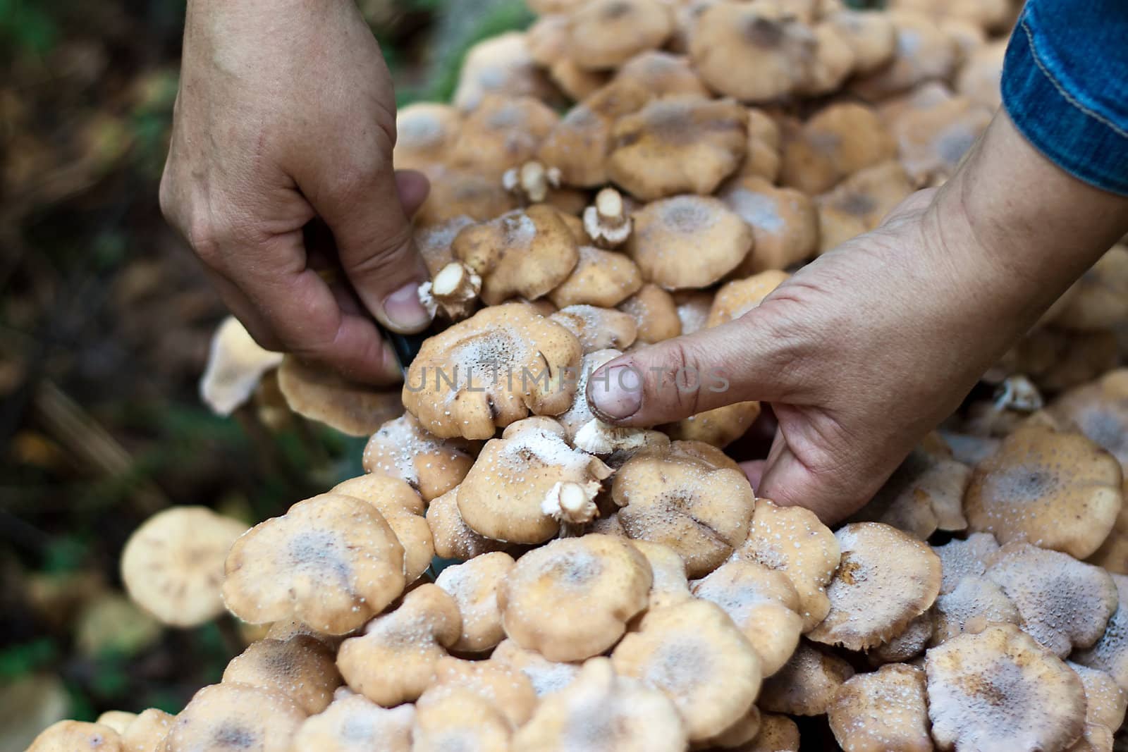 We see Honey fungus and woman hands with knife