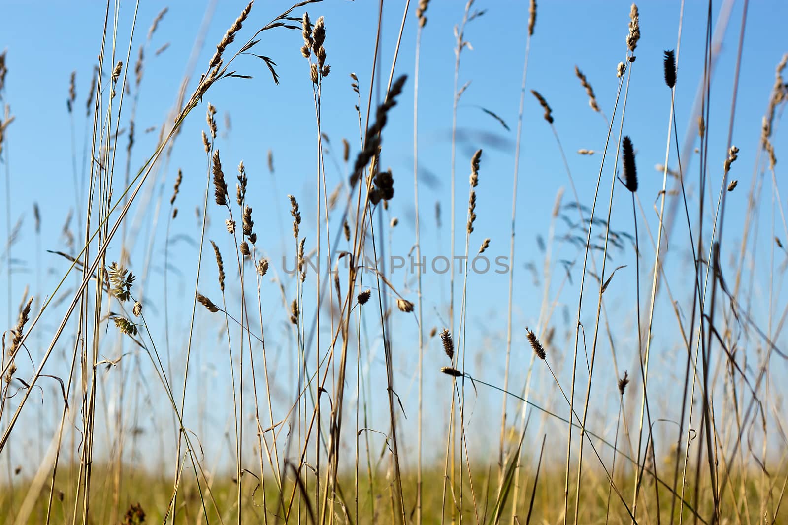 We see summer field with high grass and bright blue sky