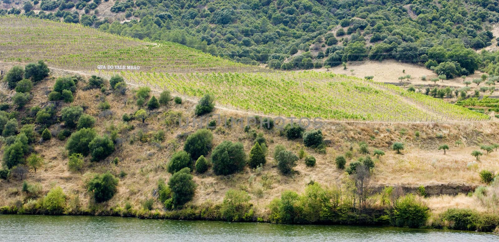 vineyars in Douro Valley, Portugal