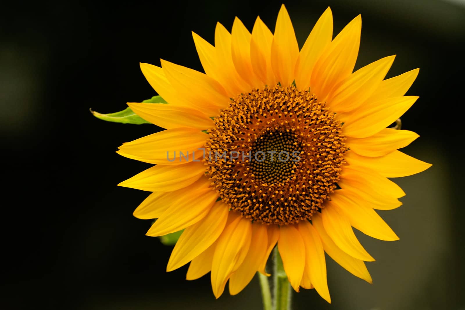 Yellow sunflower