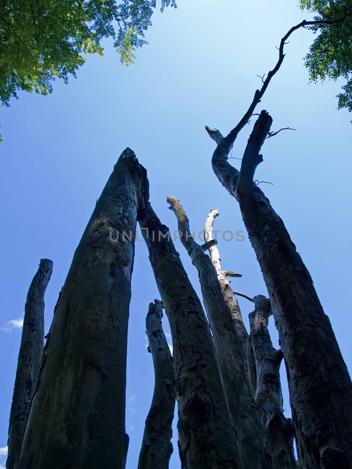 Dead trees tall emply stem facing blue sky background