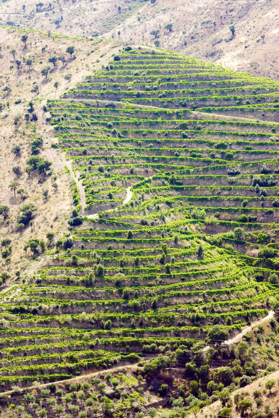 vineyars in Douro Valley, Portugal