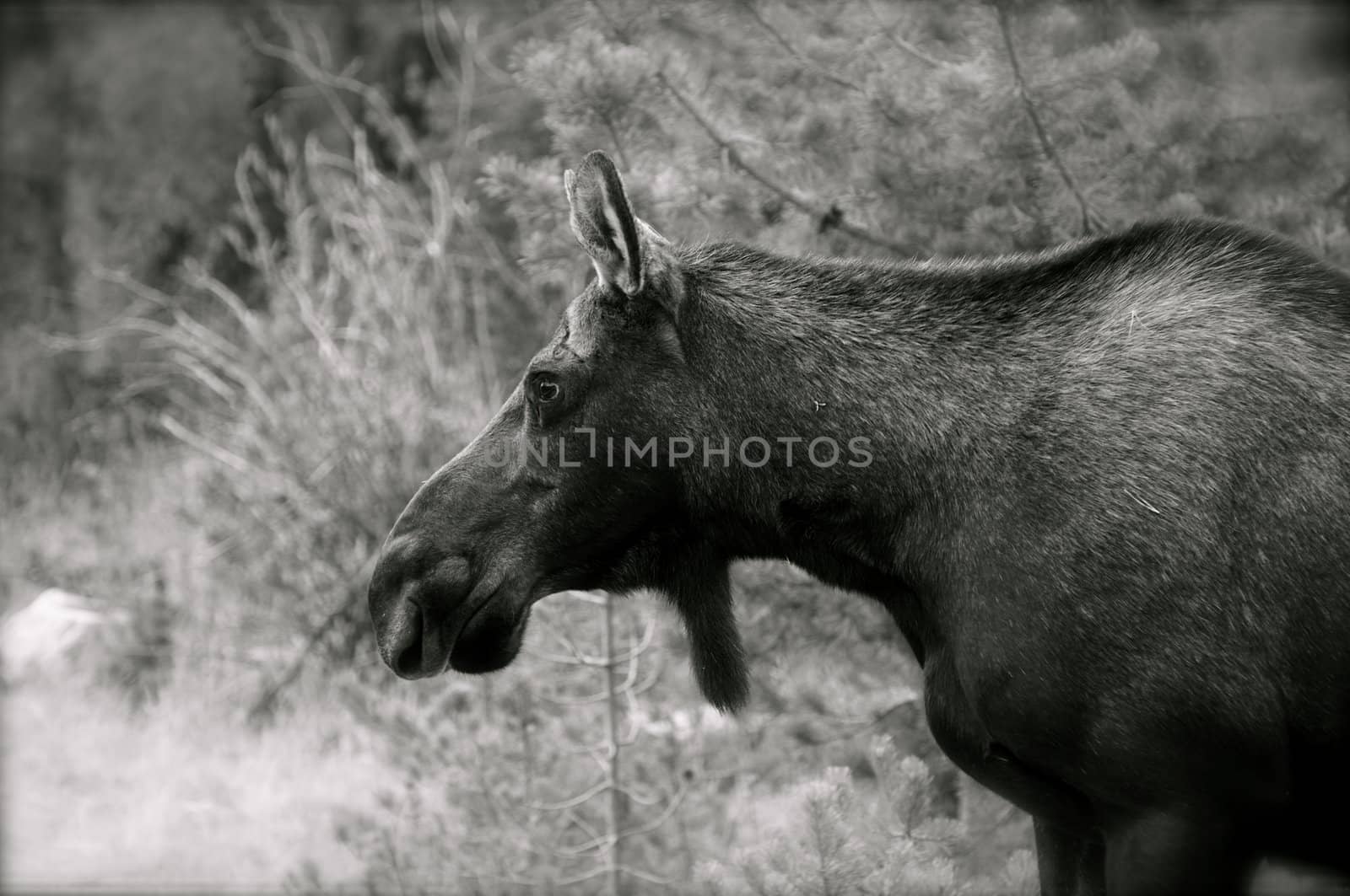 A large female moose stands near a road in Rocky Mountain National Park.