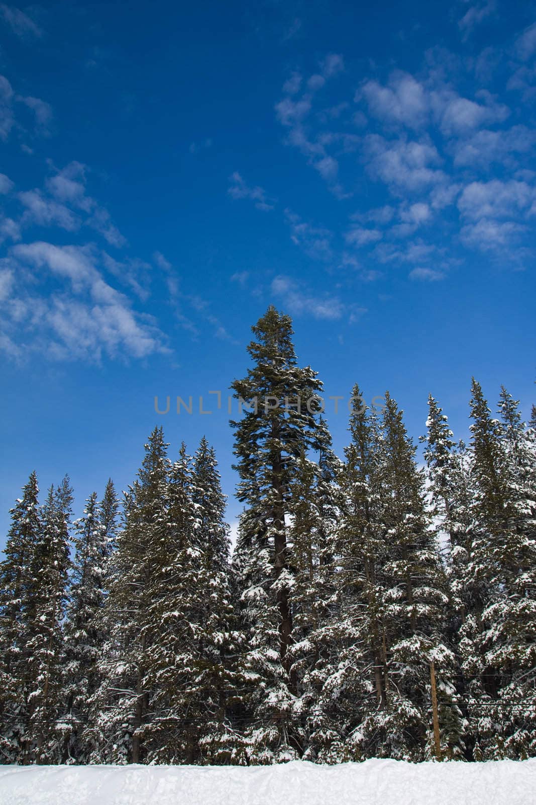 Pine trees in winter landscape at Lake Tahoe, California