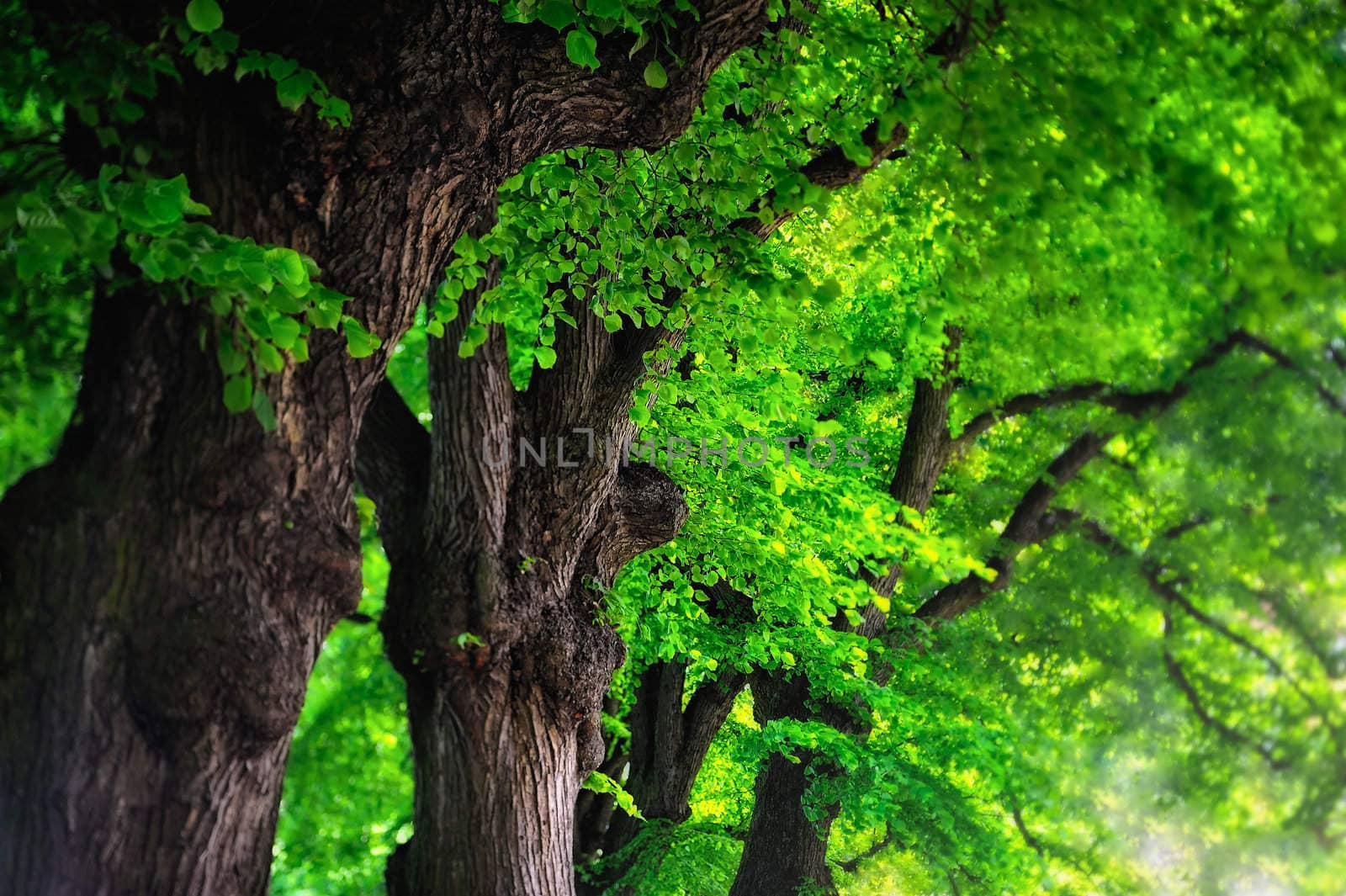 Green leaves of trees crowns in shadow alley