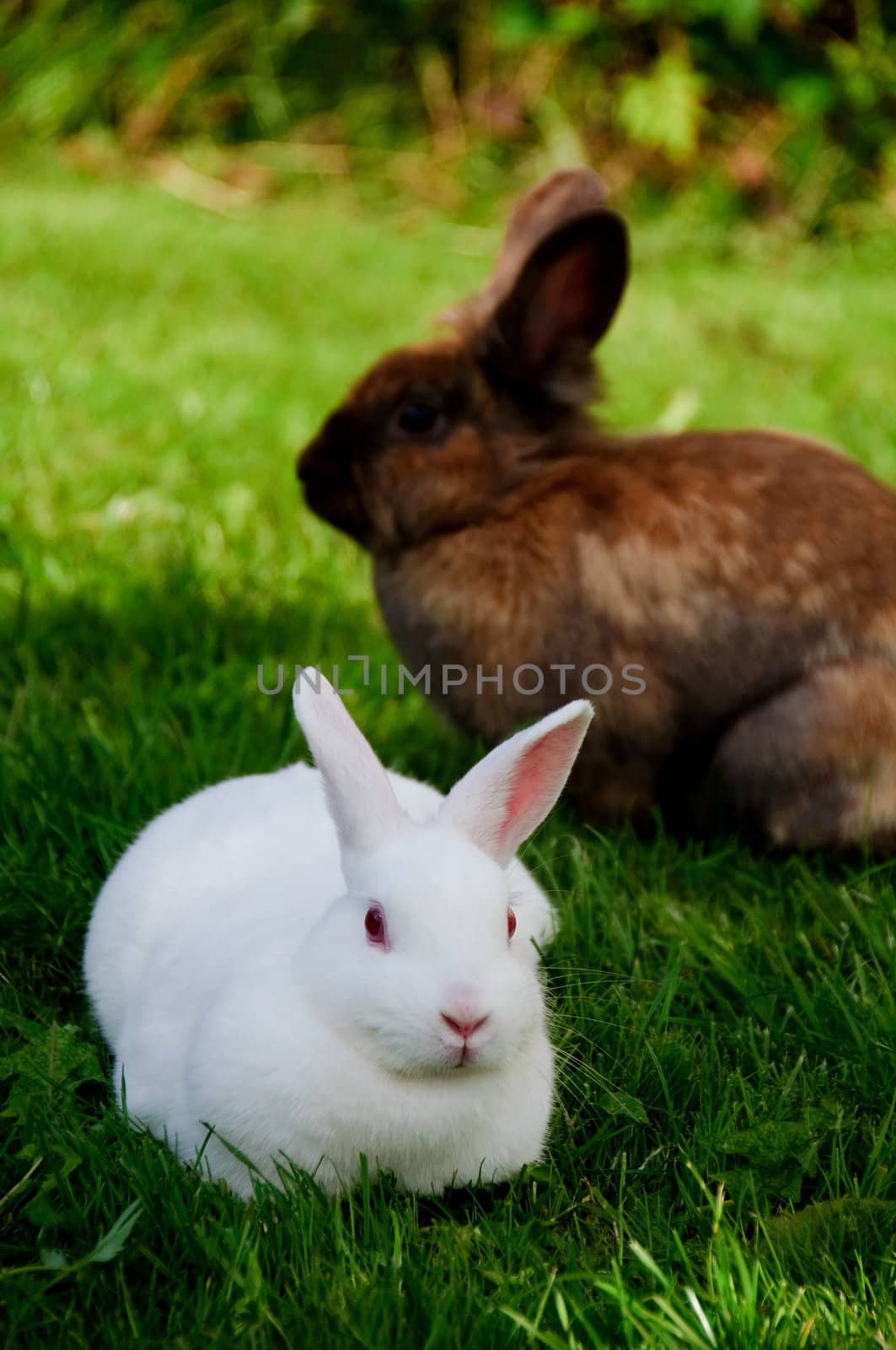 A white rabbit and a brown rabbit in the background