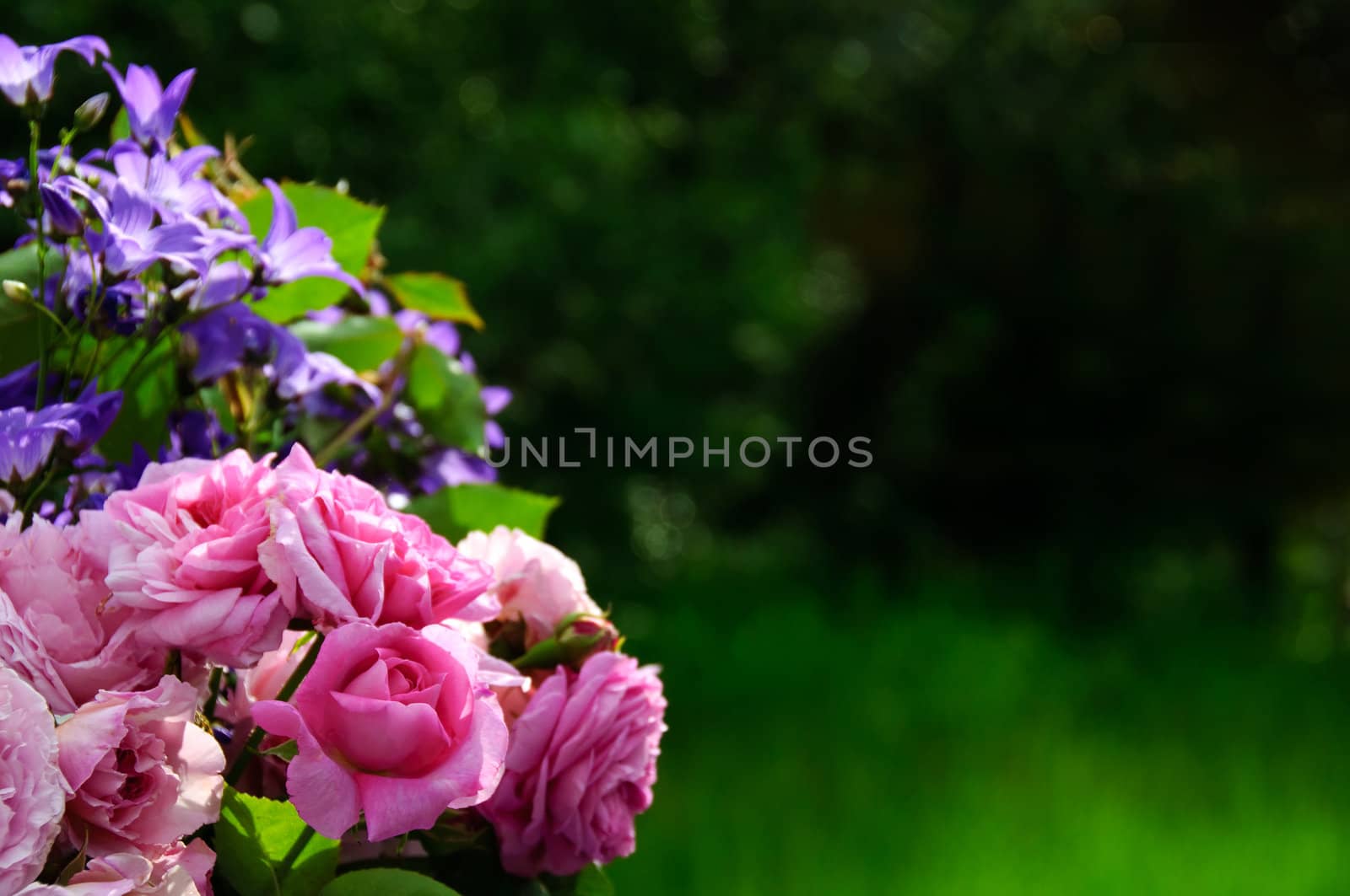 Flower border with roses by GryT