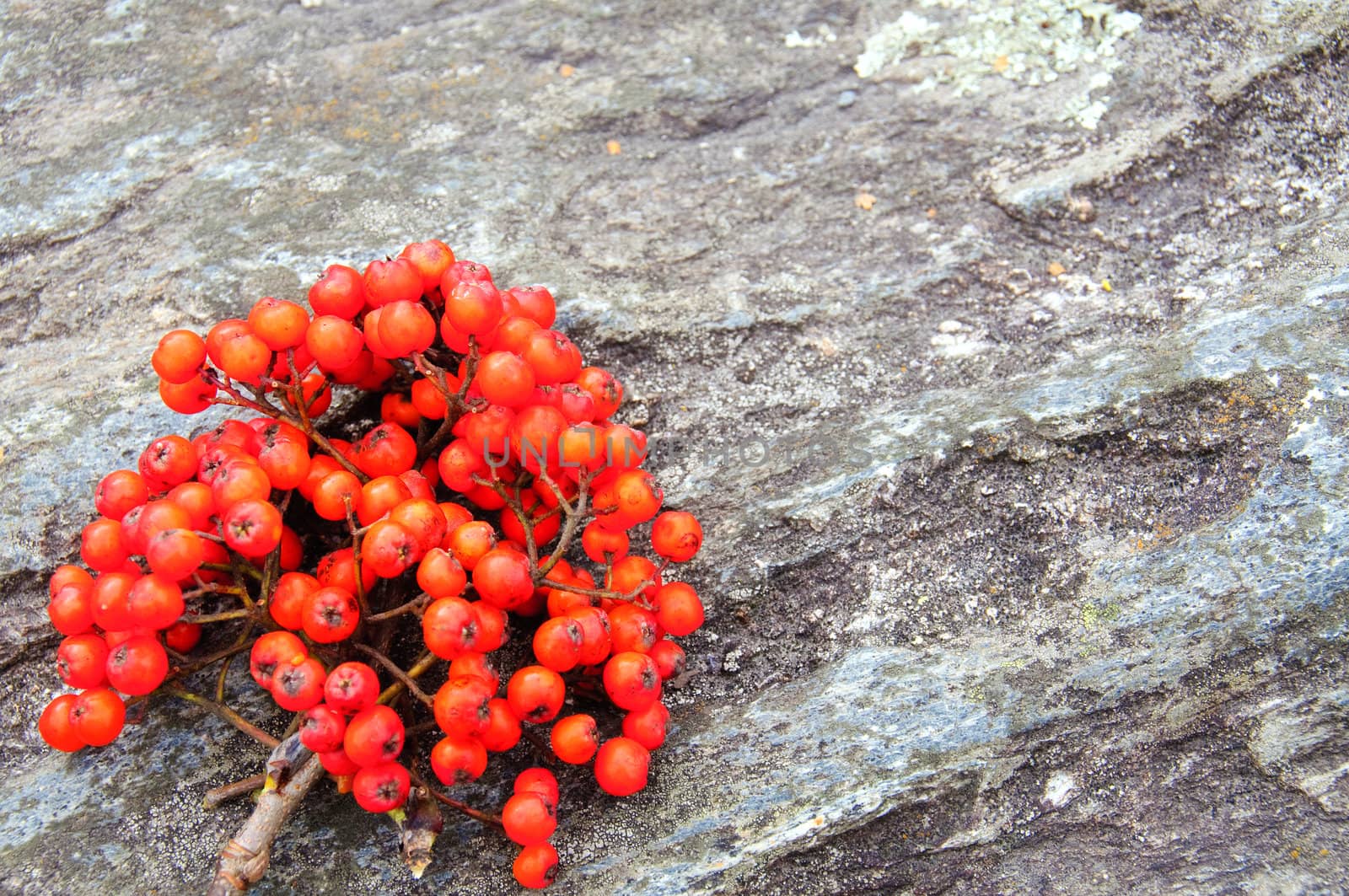 Rowan berries on a rocky background
