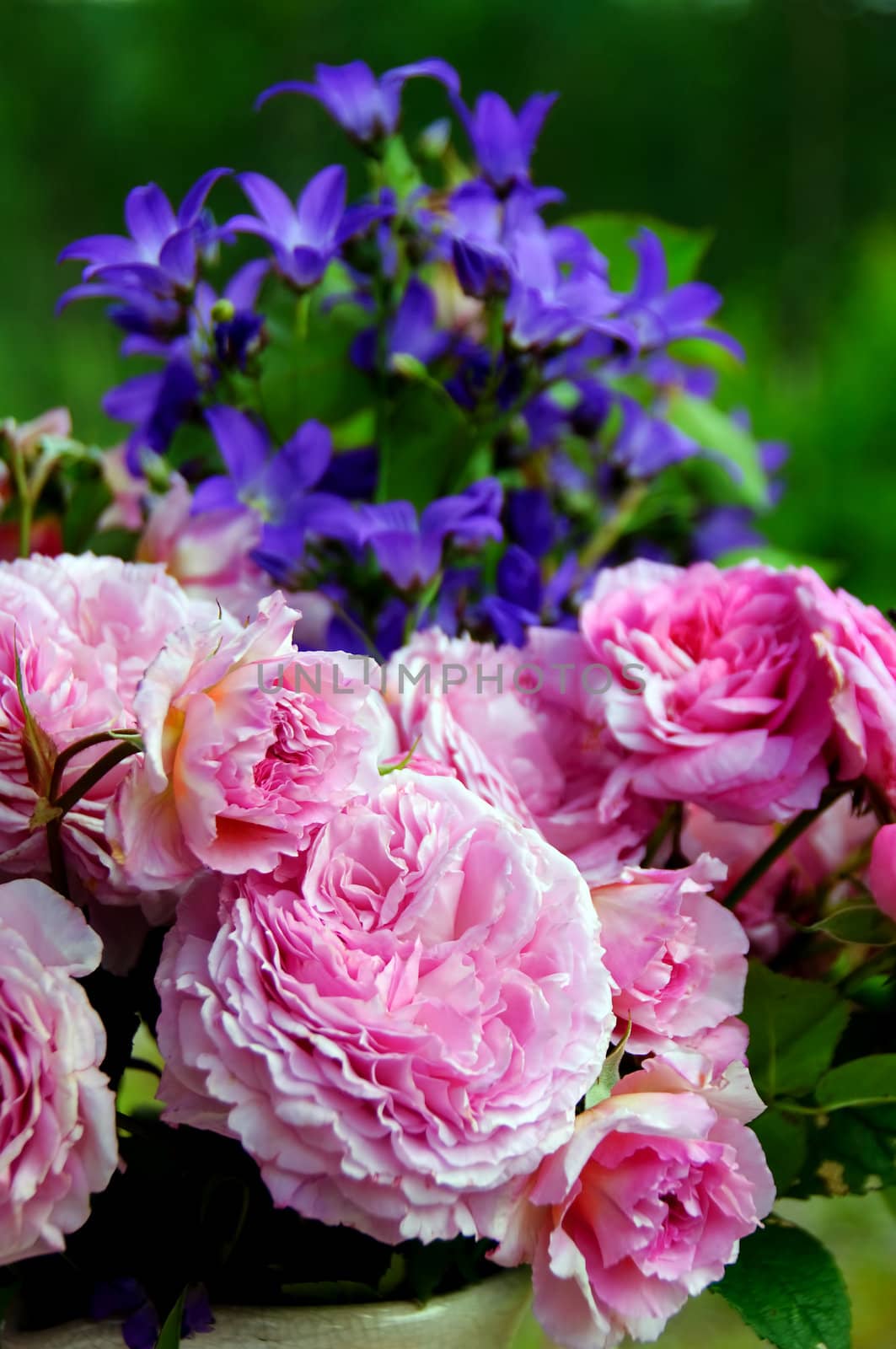 Bouquet of pink roses and bluebells