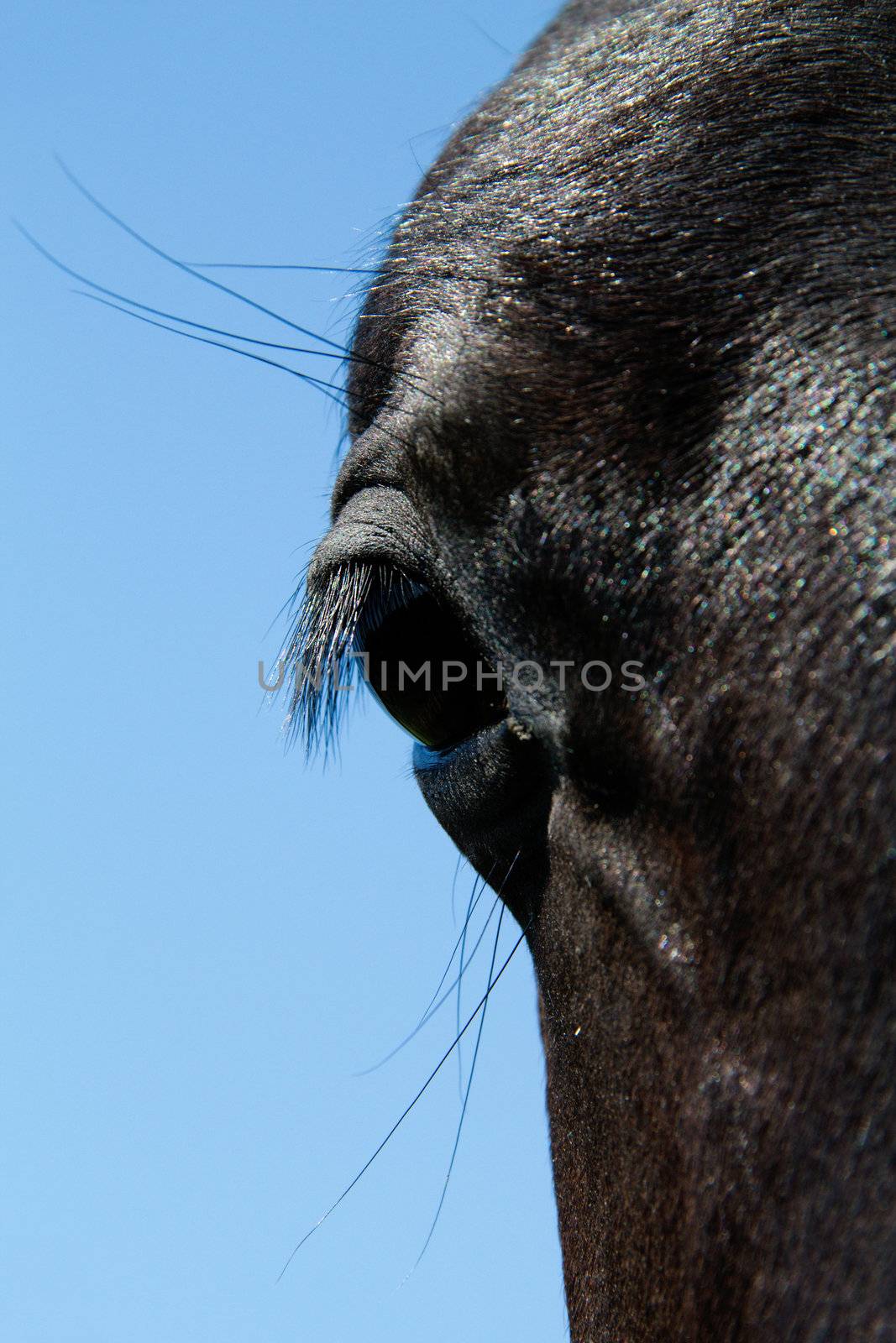 Horse's eye