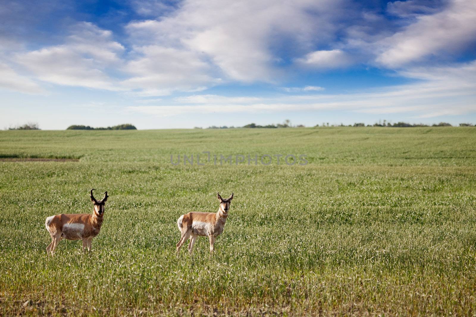 Prong Horned antelope in a field in rural Saskatchean.