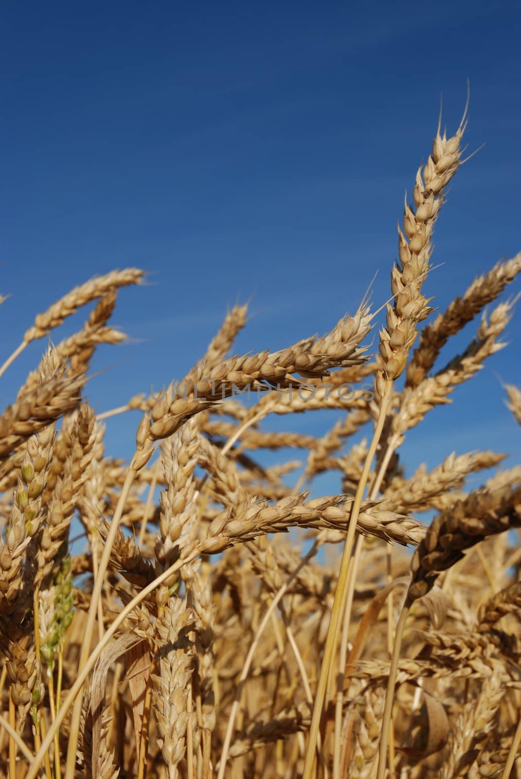 Wheat in a field under blue sky
