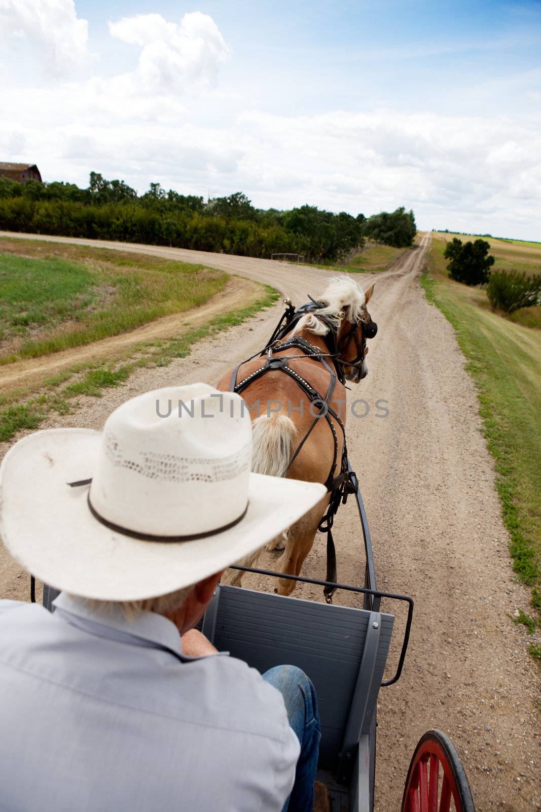 A horse pulling a cart accross a beautiful Saskatchewan landscape