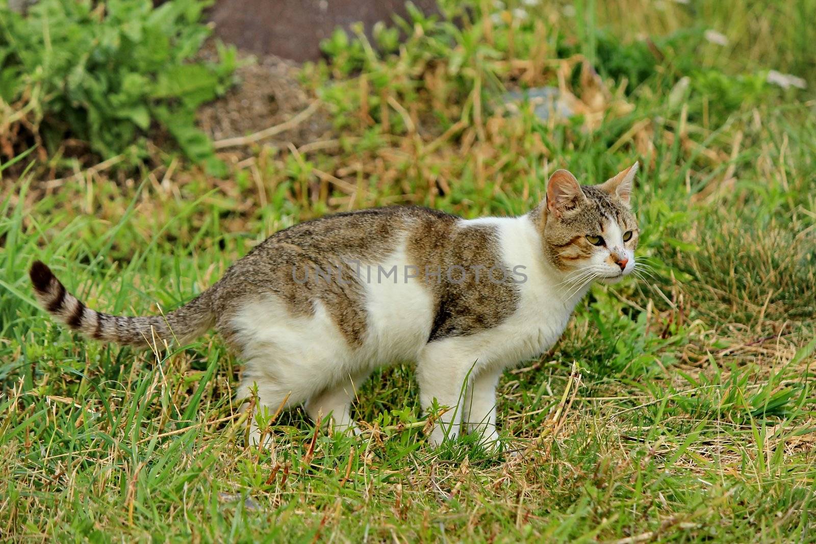 cat brown and white and grass green