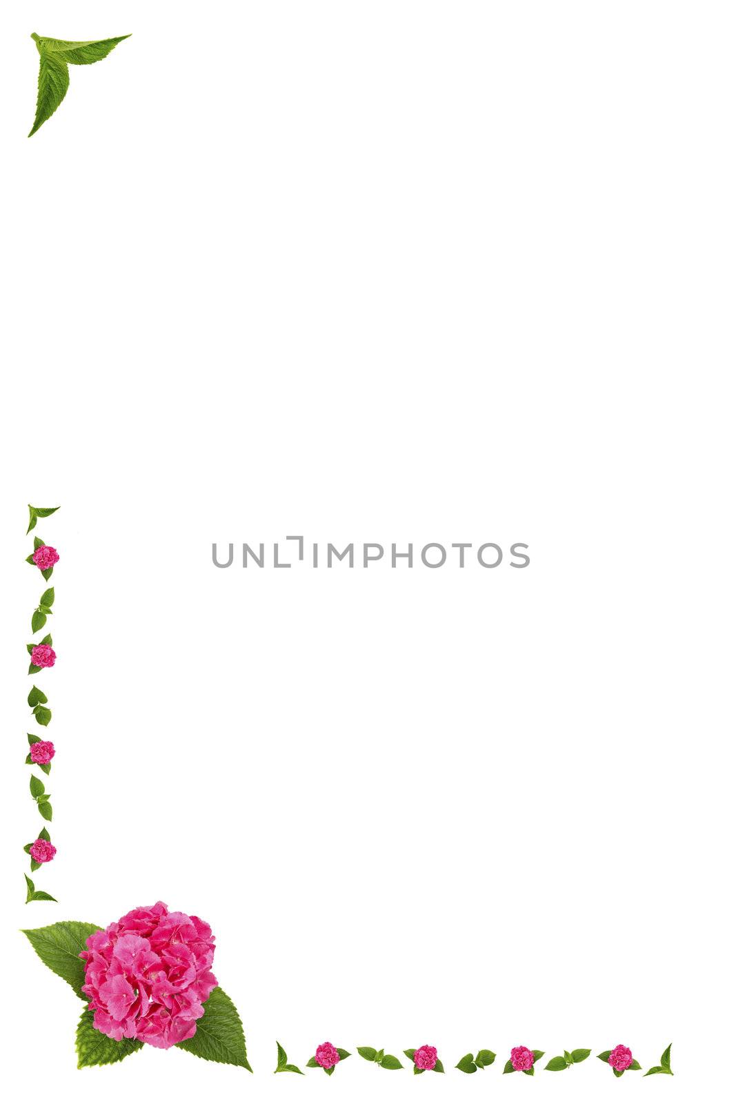 Flowers and leaves of hydrangea, the frame / border