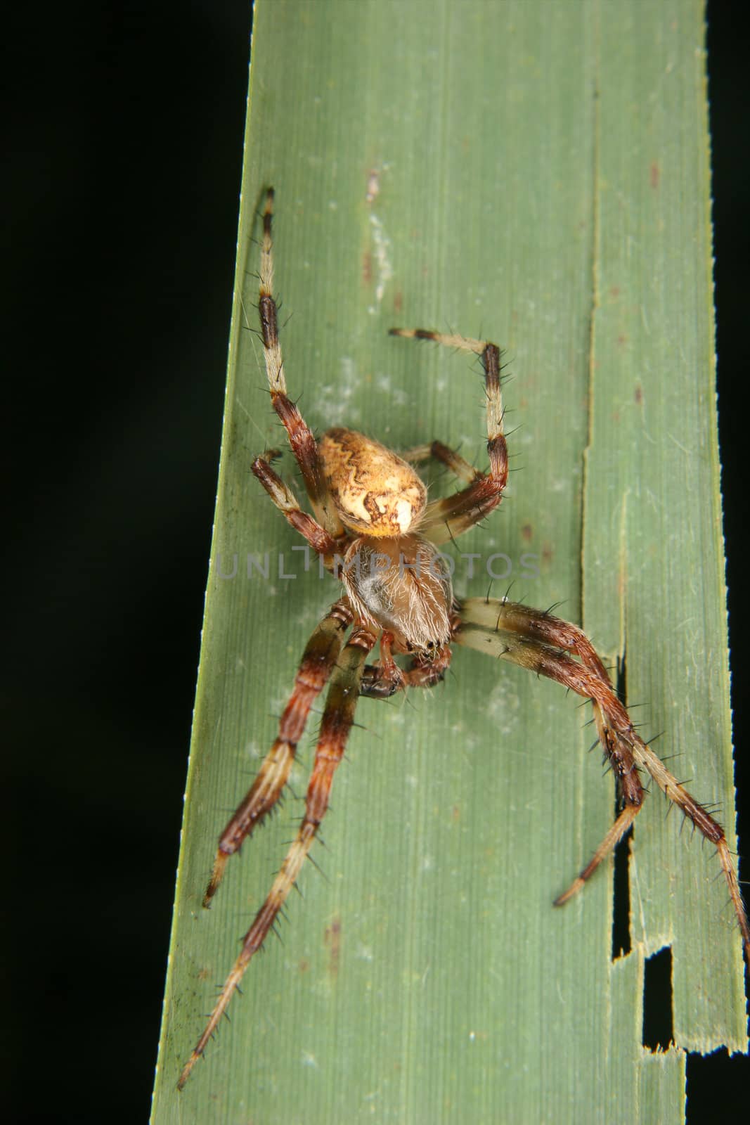 European garden spider (Araneus diadematus) by tdietrich