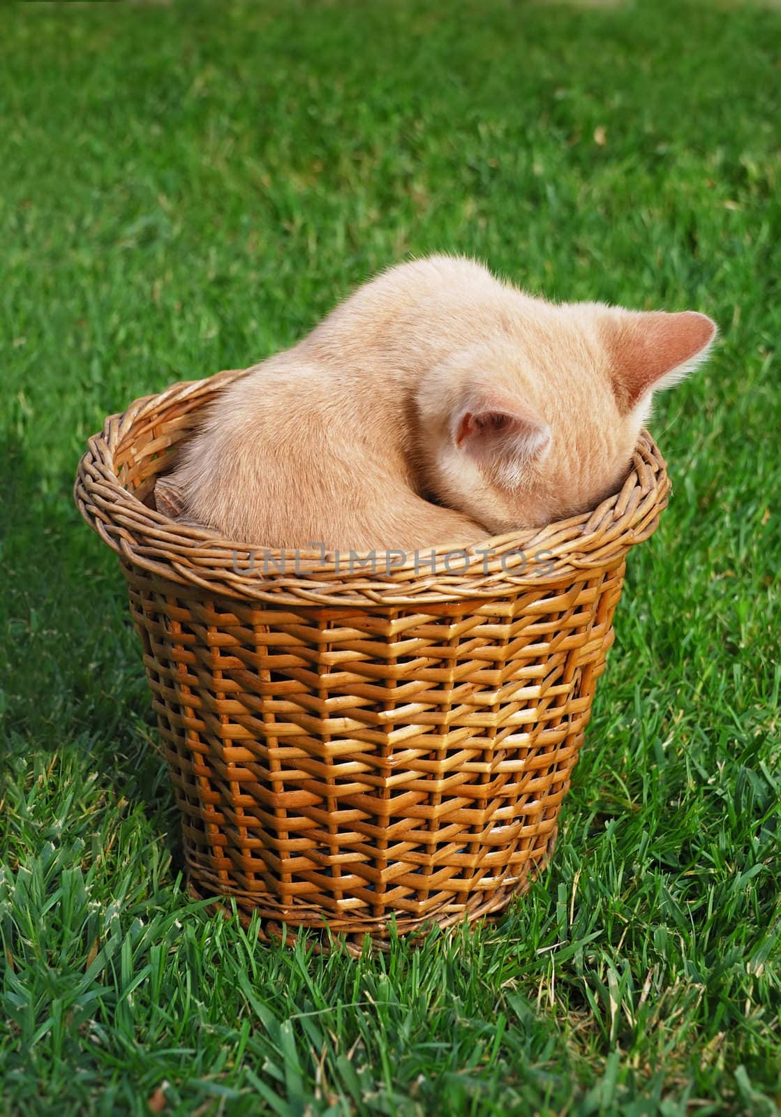 Cute yellow kitten hiding in a basked.