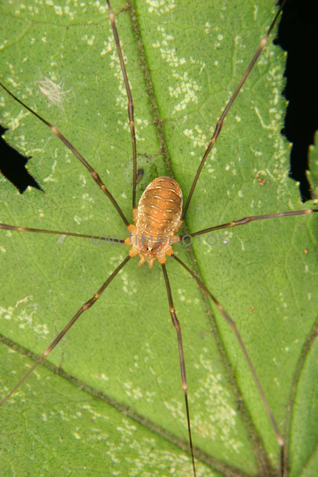 Daddy longleg (Phalangium opilio) on a leaf