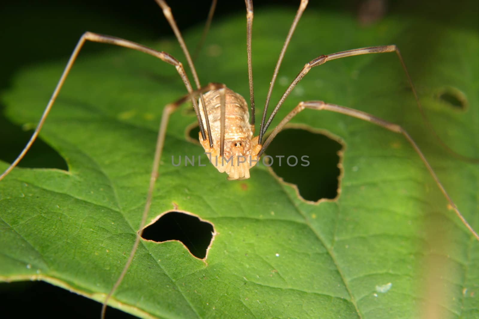 Daddy longleg (Phalangium opilio) on a leaf - Portrait