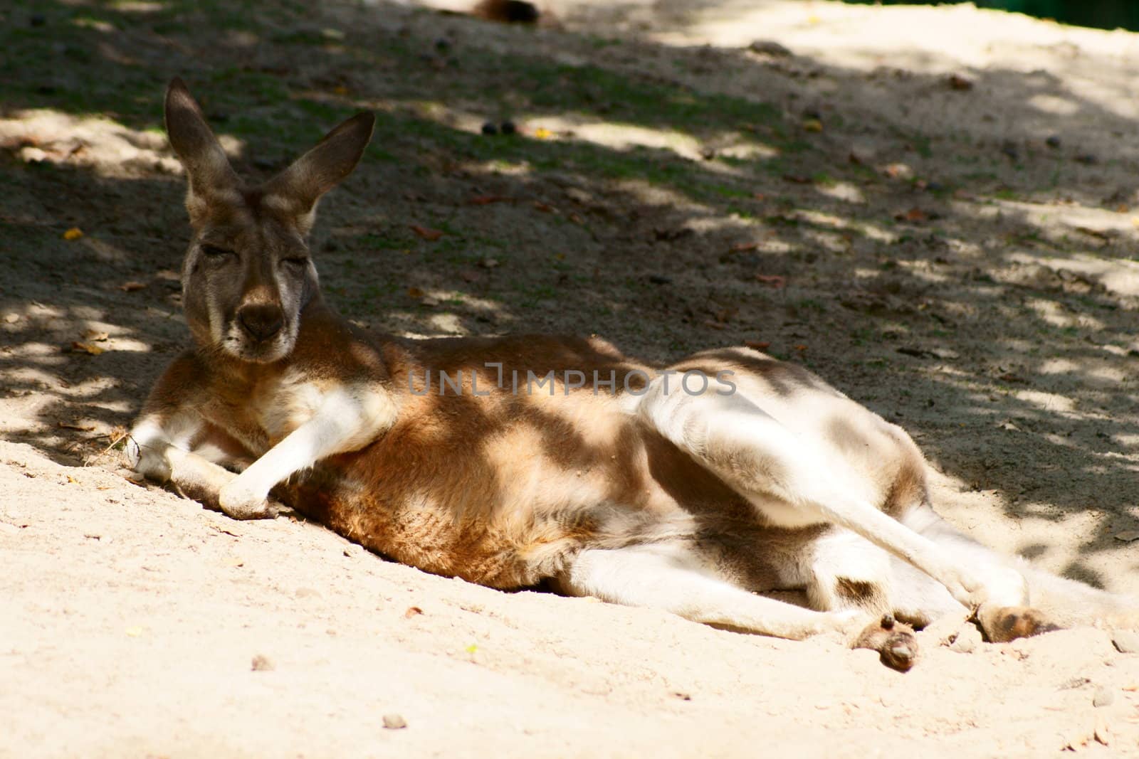 Kangaroo in Polish Zoo in Gdansk City