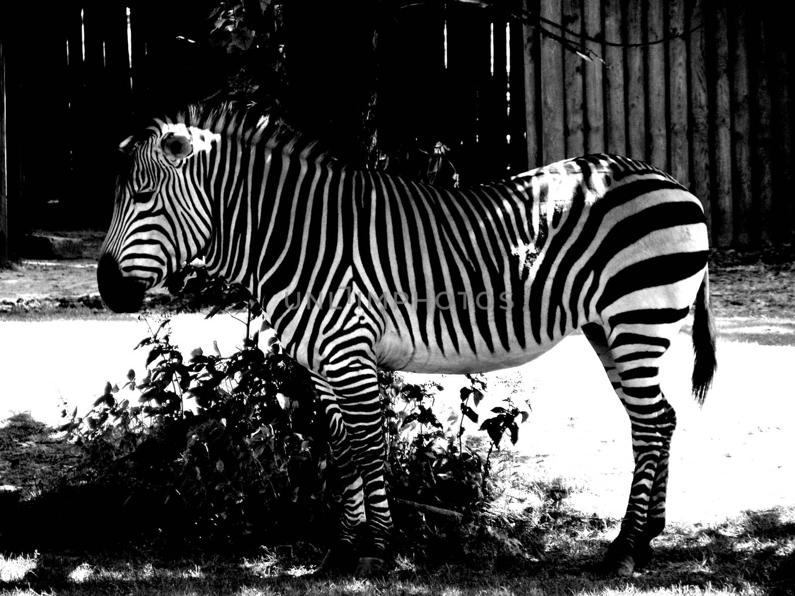 One standing zebra on the paddock. Photo is black and white.