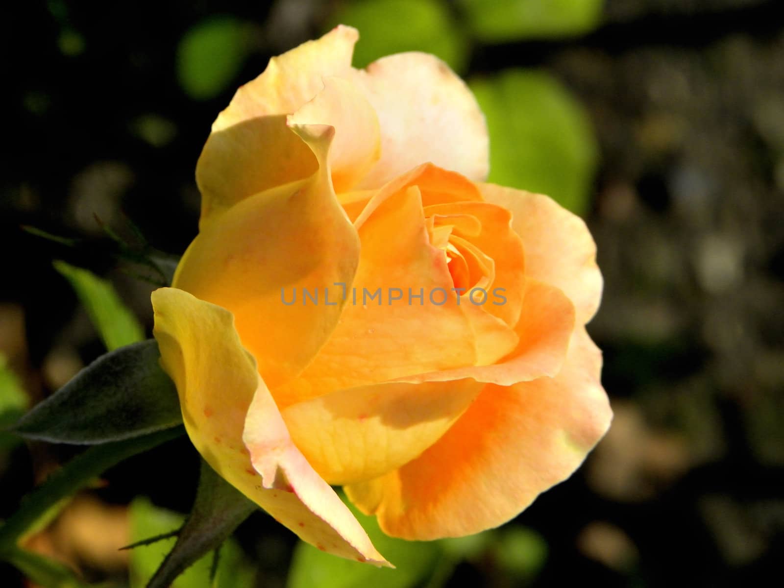 Simple orange rose  in a  public garden, nice blurred background.