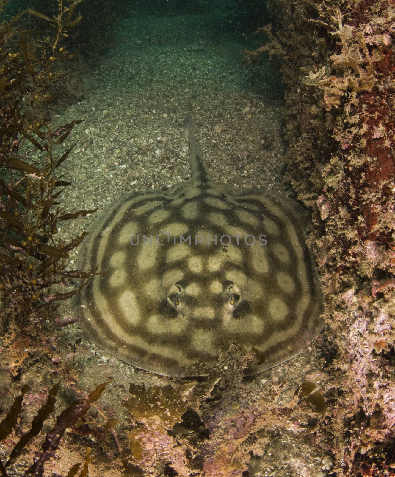 A Bullseye Stingray (Urobatis concentricus) in the sand underwater in th Sea of Cortez, Mexico