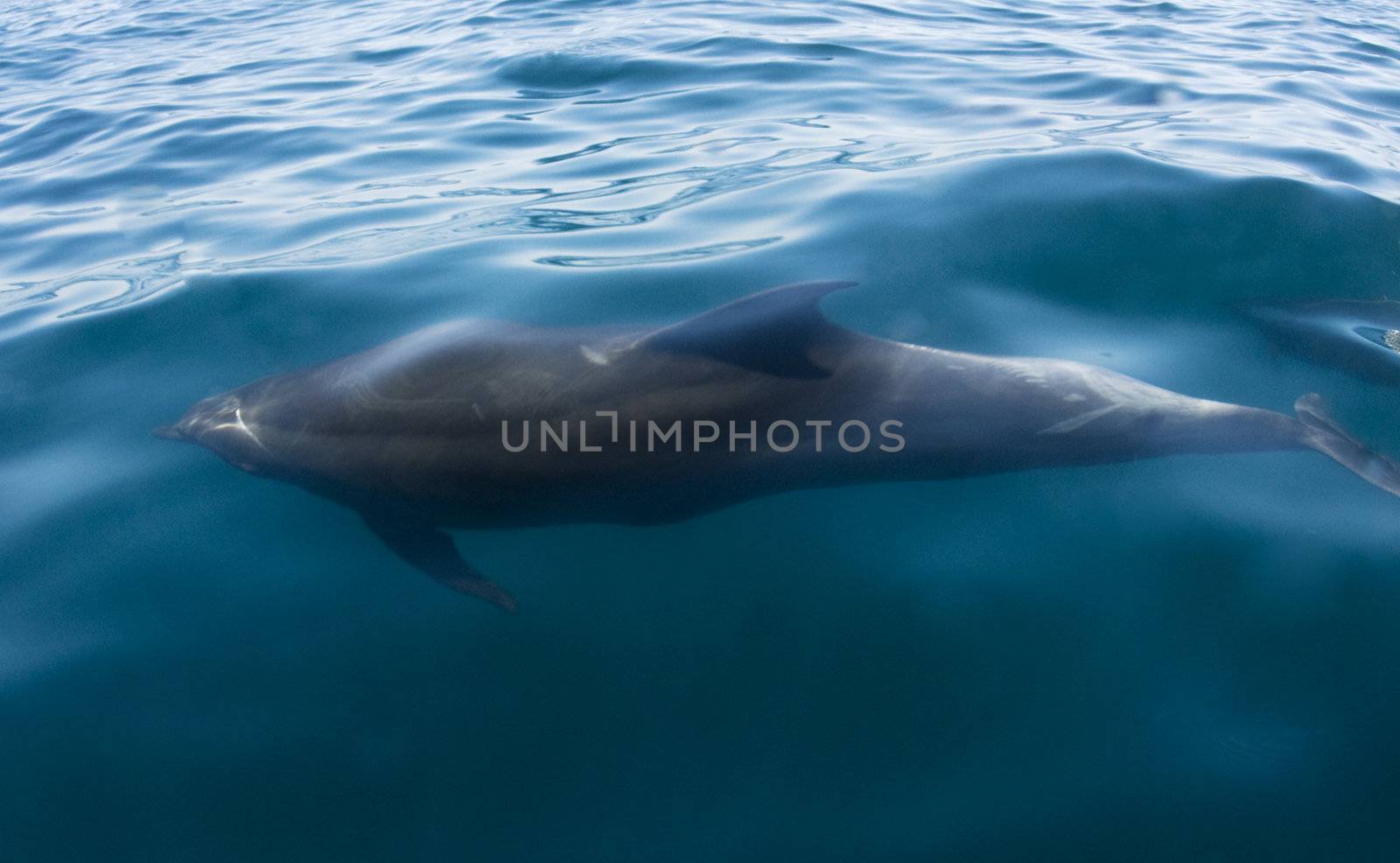 Cortez Dolphin by Naluphoto