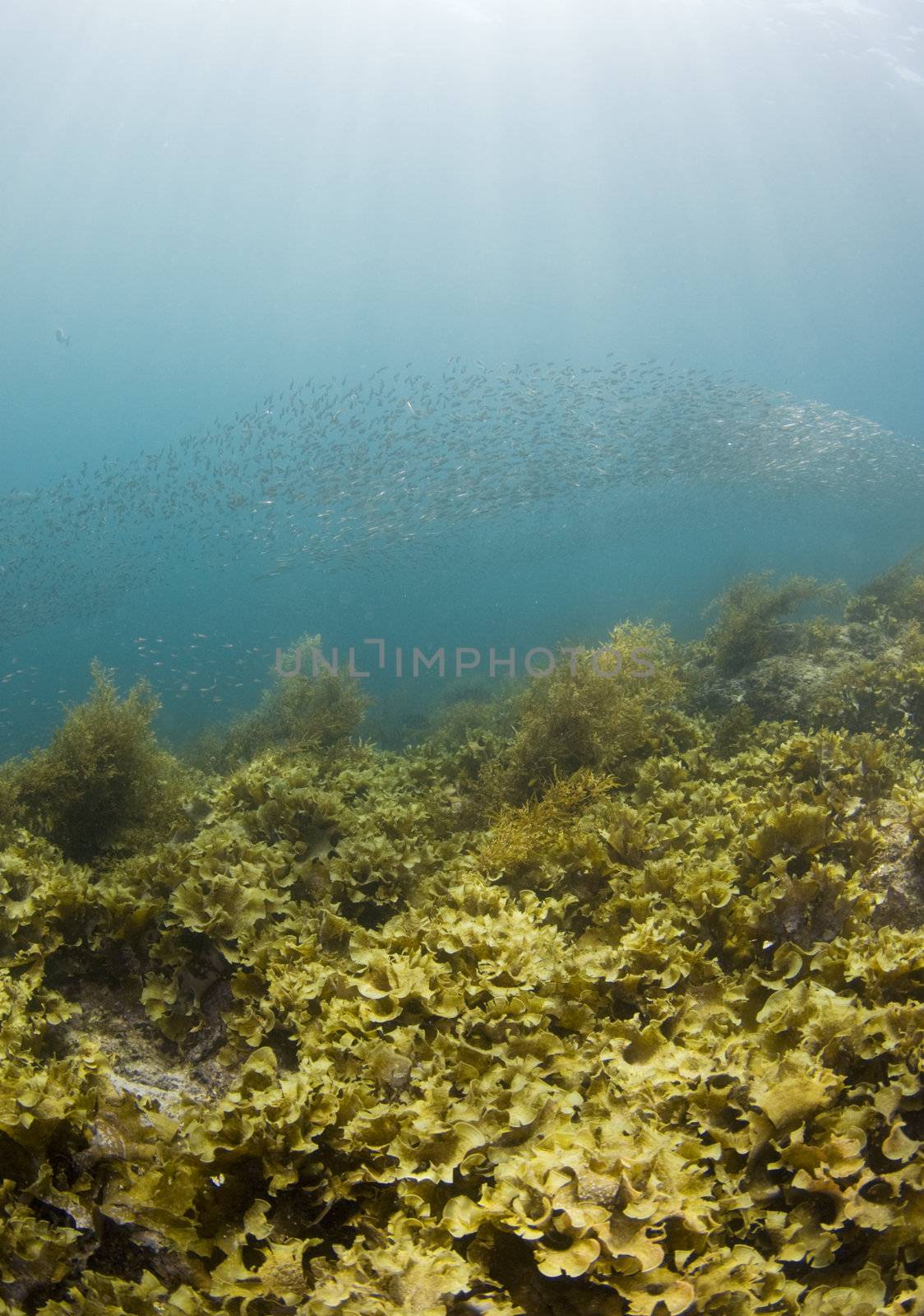 A school of baitfish swim above the vegetation growing on the bottom of the Sea of Cortez, Mexico