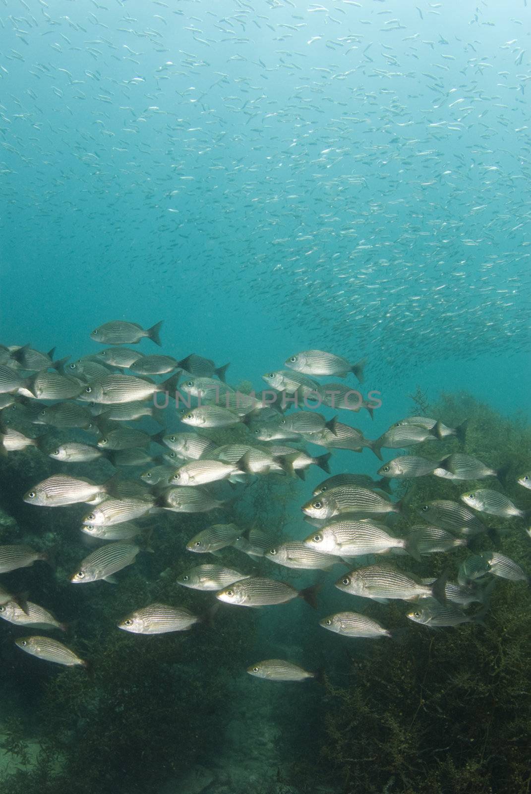 Baitfish school above a school of Spottail Grunt (Haemulon maculicauda) under the water in the Sea of Cortez