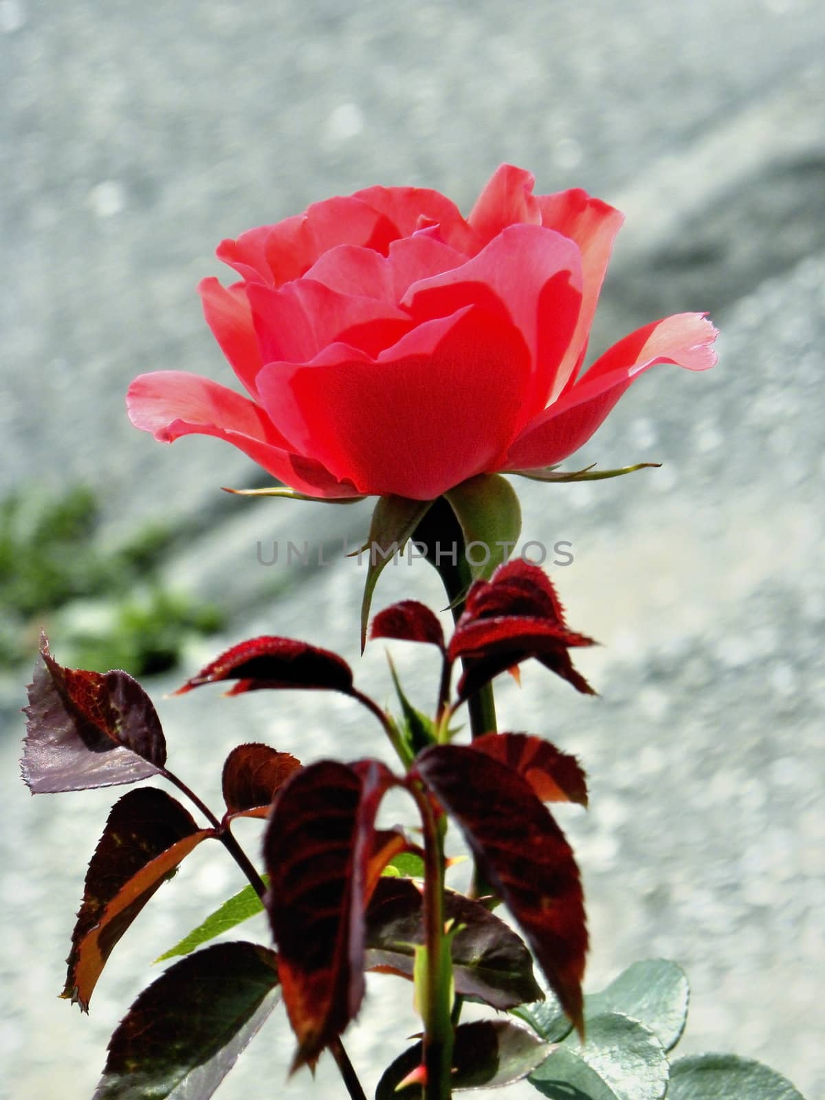 Single pink rose  in a  public garden, grey blurred background.
