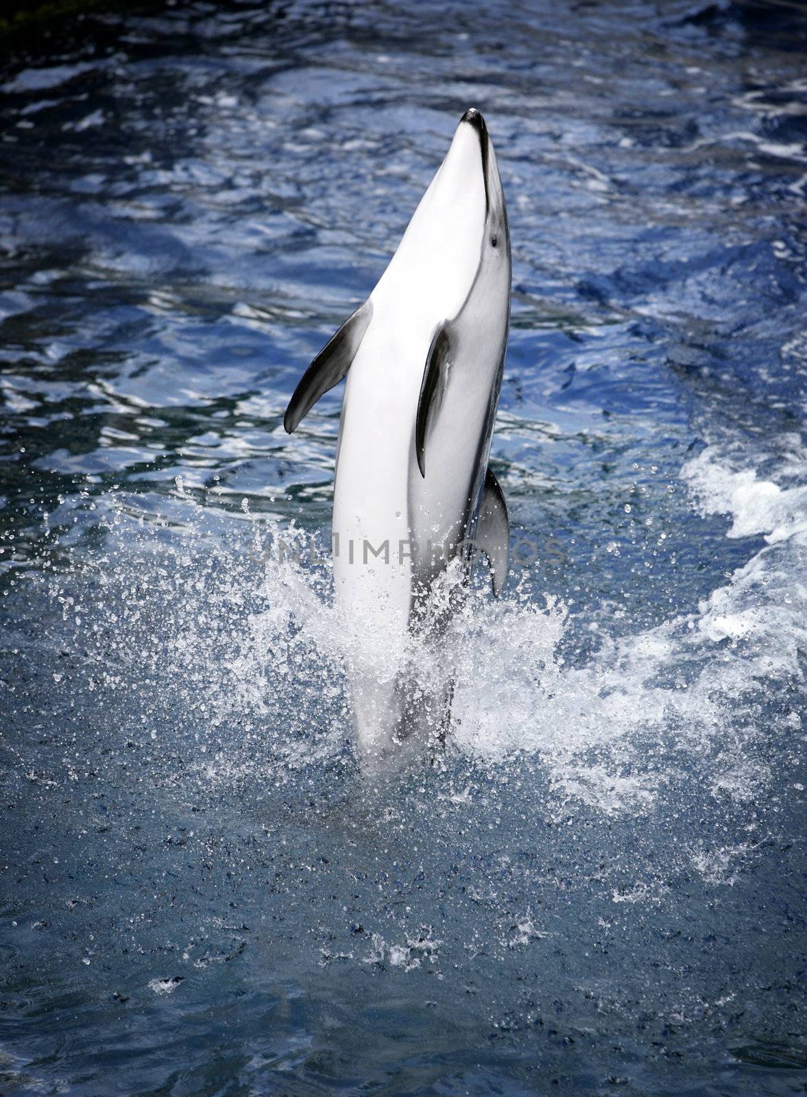 dolphin jumping out of the water