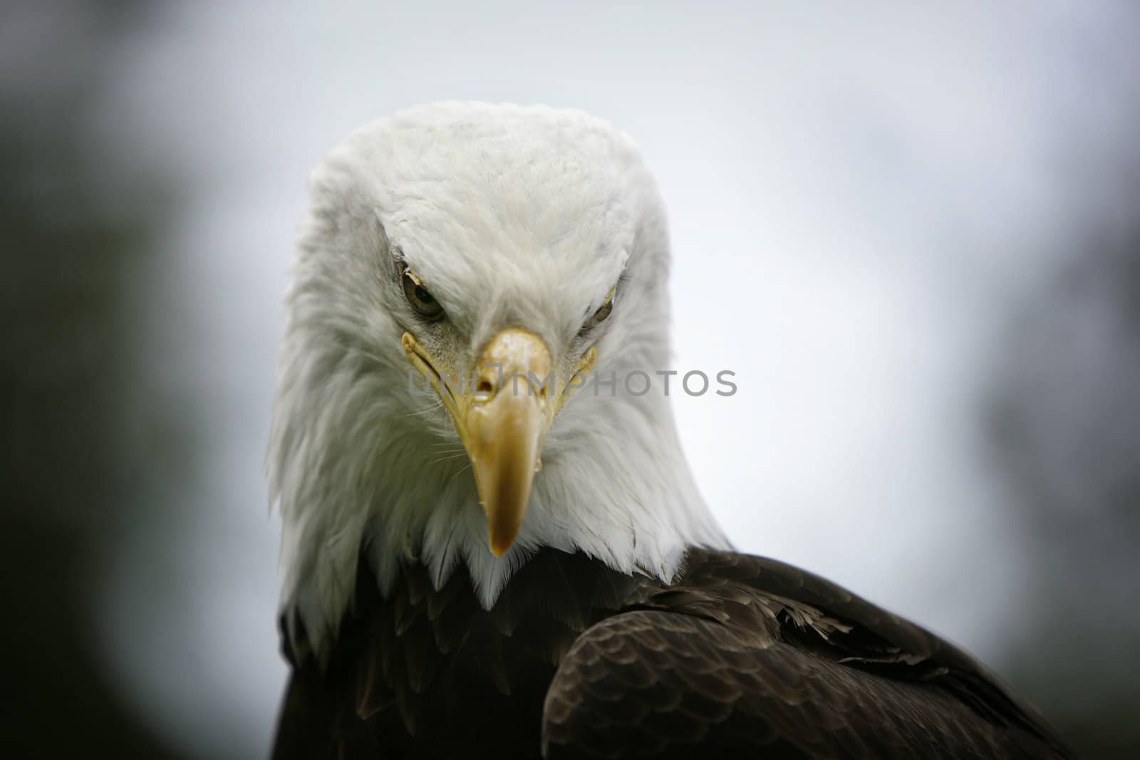 head of a bald eagle