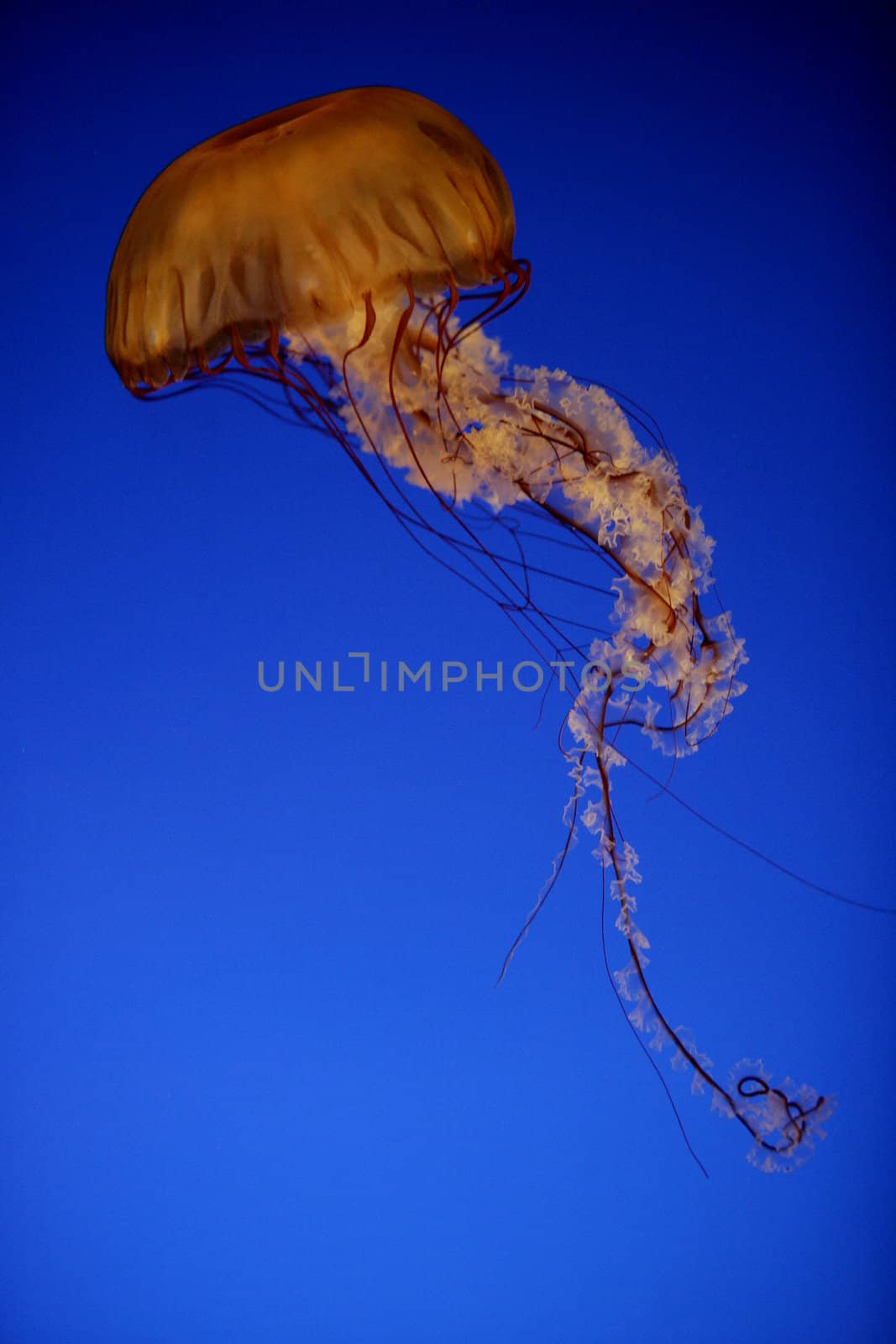 sea nettle in an aquarium